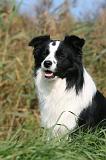 BORDER COLLIE 1364